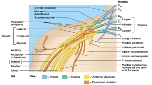 signs-and-symptoms-of-a-pinched-nerve-in-shoulder