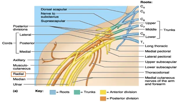 Causes Of A Pinched Nerve In Shoulder 0865