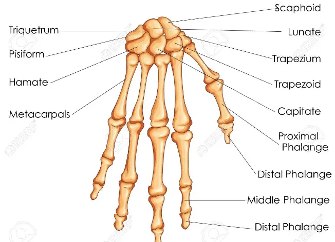 broken knuckle symptoms - bone of the hand diagram